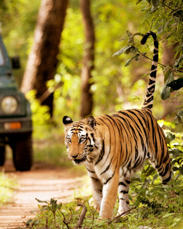 Wildlife